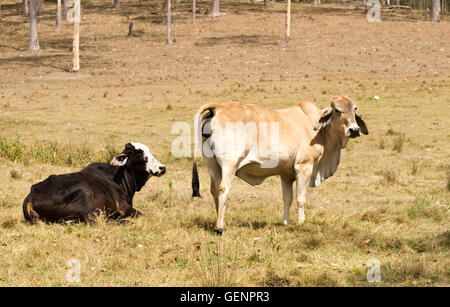 Brahman Rinder zwei Kühe Freilandhaltung auf Bauernhof Stockfoto