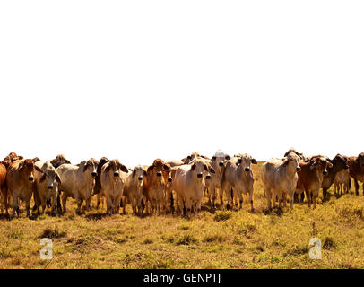 Australische Rinder Kuhherde braune und graue Brahman auf weißen Hintergrund isoliert Stockfoto