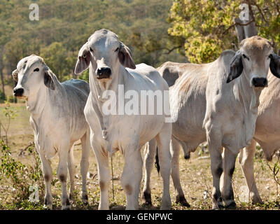 junge Brahman Kühe in der Herde auf ländlichen Ranch Australian Rinder Kühe Australien für Fleischindustrie Stockfoto