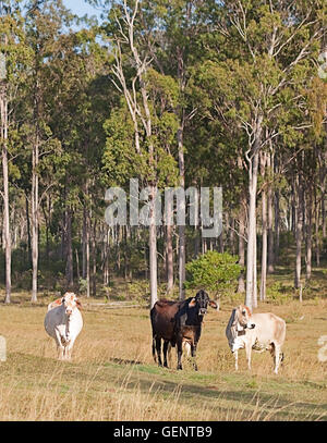 Ländliche Australien drei Kühe in der Australischen pastorale Eukalyptus Gum Tree wald landschaft Stockfoto