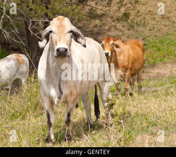 Australische Rinder hüten mit Kühe Ochsen Bullock und Stier Brahman Zebu auf Ranch Stockfoto