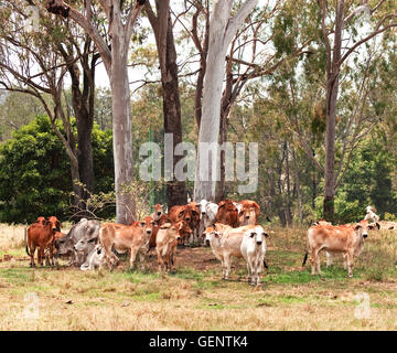 Australische Rinder Land Kuhherde Brahman durch große Eukalyptus Kaugummi Bäume Landschaft Stockfoto