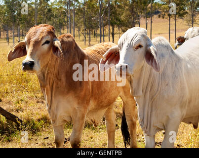 Australische Rinder Industrie rot und grau Brahman Kühe gezüchtet für Fleisch im ländlichen Queensland Stockfoto