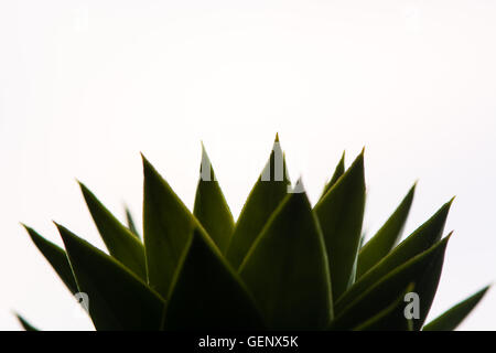 Affe Puzzle Baum (Araucaria Araucana) Blättern. Scharfen schuppige Blätter der Nadelbaum in Familie Araucariaceae, gegen hellen Himmel gesehen Stockfoto