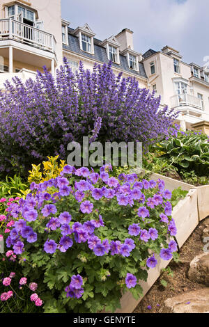 UK, England, Devon, Sidmouth, bunte Blumen Pflanzen im Garten von Belmont Hotel Stockfoto