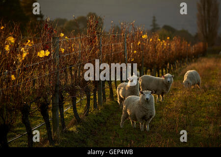Kleine Herde Schafe grasen auf Herbstsonne zwischen den Reihen der Weinstöcke in der Region Marlborough, Neuseeland Stockfoto