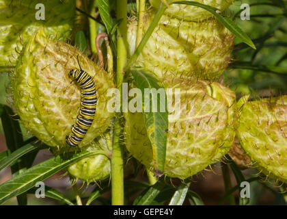 Caterpillar eine Frucht essen Stockfoto