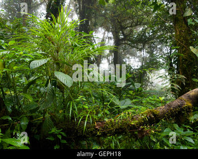 Tropische Vegetation in Monteverde Nebelwald Reservat in Costa Rica Stockfoto