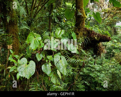 Tropische Vegetation in Monteverde Nebelwald Reservat in Costa Rica Stockfoto