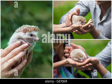 Satz. stacheligen Igel in die Hände der Menschen Stockfoto