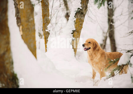 Ein golden Retriever Hund in einem verschneiten Wald. Stockfoto