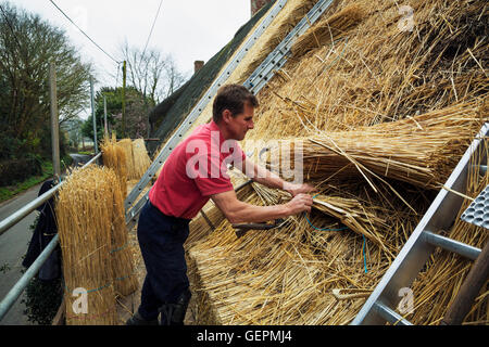 Der Mensch thatching Dach, Schichtung und Befestigung Yelms Stroh. Stockfoto