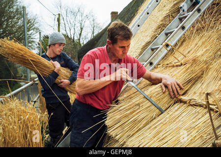 Zwei Männer thatching Dach, Schichtung Yelms Stroh. Stockfoto