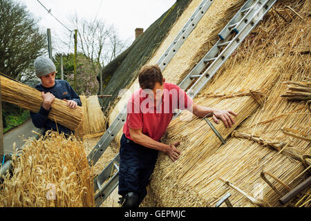 Zwei Männer thatching Dach, Schichtung Yelms Stroh. Stockfoto