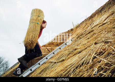 Thatcher Yelm Stroh auf ein Dach zu tragen. Stockfoto