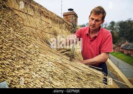 Mann thatching Dach, das Stroh eine Metall Klammer einfügen. Stockfoto