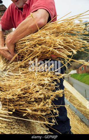 Nahaufnahme einer Thatcher auf einem Dach hält eine Yelm Stroh. Stockfoto