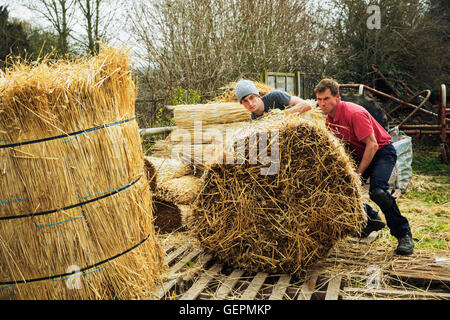 Zwei Thatchers Bündel Stroh für thatching Dach bewegen. Stockfoto