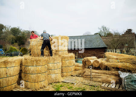 Zwei Thatchers Bündel Stroh für thatching Dach bewegen. Stockfoto