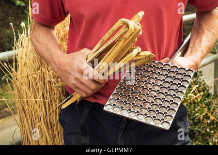 Nahaufnahme einer Thatcher hält eine Leggett und Hasel Holz Holme. Stockfoto