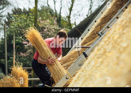 Thatcher Yelm Stroh auf ein Dach zu tragen. Stockfoto