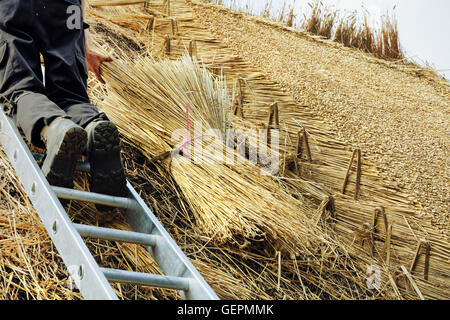 Mann thatching Dach, auf einer Leiter stehend, Yelms Stroh. Stockfoto