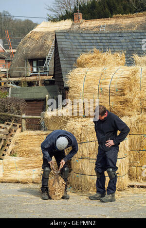 Zwei Thatchers, einer Yelm Stroh mit einem paar der Schere schneiden. Stockfoto