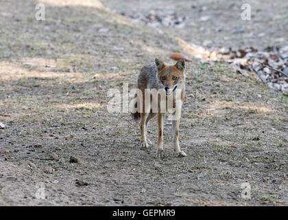 Indische Jackal (Canis Aureus Indicus) Stockfoto