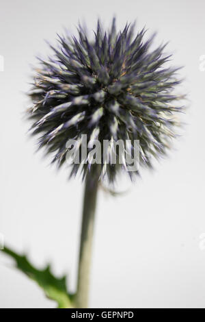 Echinops Ritro, Trollblume, Globe Thistle Stillleben Jane Ann Butler Fotografie JABP1463 Stockfoto