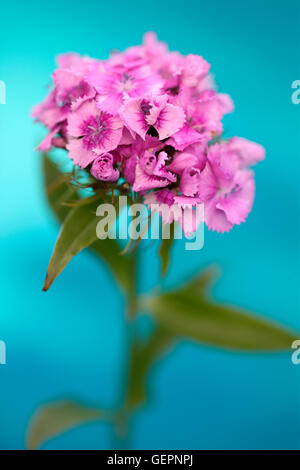 Rosa Sweet William stammen auf blau - Sprache der Blumen "Galanterie" "ein Lächeln" Jane Ann Butler Fotografie JABP1458 Stockfoto