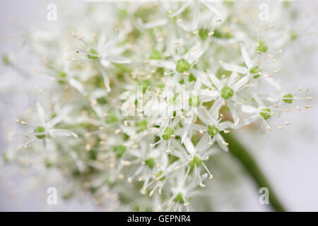 schöne Mount Everest Allium weichen zeitgemäß Jane Ann Butler Fotografie JABP1460 Stockfoto