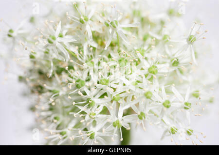 schöne Mount Everest Allium weichen zeitgemäß Jane Ann Butler Fotografie JABP1461 Stockfoto