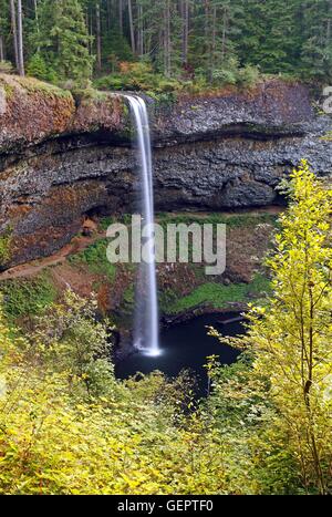 Geographie / Reisen, USA, Silver Falls State Park, im Osten von Salem, Oregon, South Herbst Stockfoto
