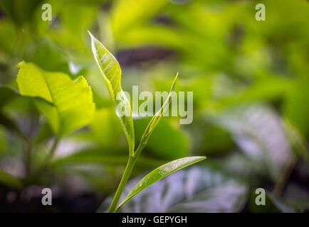 Jungen grünen Blätter & Blatt Knospe von Teebaumöl auf Plantage in Nuwara Eliya, Sri Lanka Stockfoto