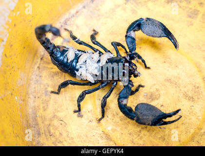 Scorpion mit neugeborenen Babys auf Rückseite Stockfoto