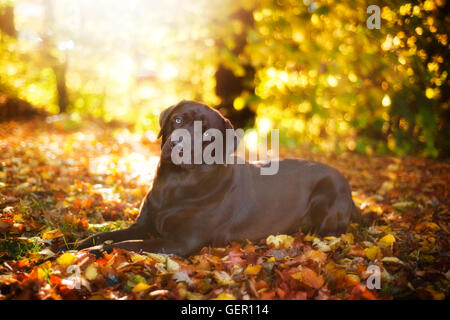 Braune Labrador Retriever liegt an einem sonnigen Tag auf dem Hintergrund der Blätter im Herbst Stockfoto