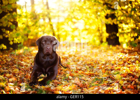 Braune Labrador Retriever liegt an einem sonnigen Tag auf dem Hintergrund der Blätter im Herbst Stockfoto