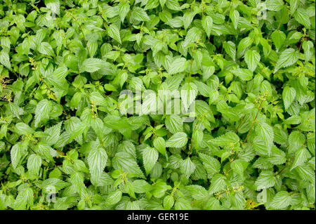 Frische Brennnessel wächst in der Wildnis Stockfoto