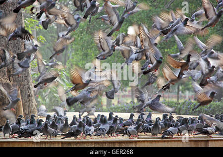 Herde von Tauben fliegen in Raserei stehend eine andere Herde in Verwirrung Stockfoto