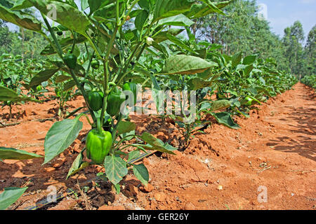 Paprika Pflanzen mit Reifung grüne Früchte aus Anbau in Indien. Auch genannt, Paprika, rote Paprika und grünem Pfeffer Stockfoto