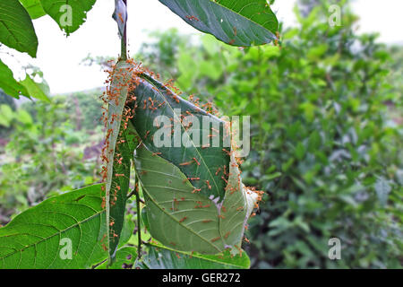 Weberameisen verschachteln, indem zusammenkleben, dass grüne Blätter des Baumes im tropischen Regenwald in Indien gemacht Stockfoto