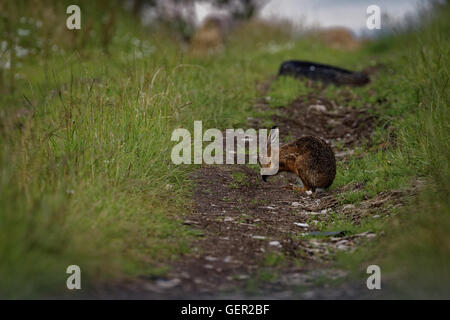 Brauner Hase auf Pfad, Reinigung große Ohren, nass vom Baden in Pfütze (Lepus Europaeus) Stockfoto