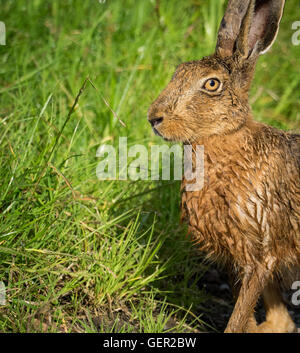 Brauner Hase auf Pfad Gras nass vom Baden in Pfütze (Lepus Europaeus) Stockfoto