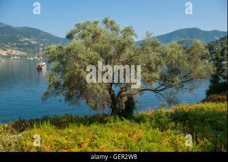 Ein Olivenbaum mit Blick auf das Dorf Geni / Nidri in Lefkada, Griechenland Stockfoto