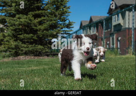 Wurf von sieben Wochen alte Red Tri und red Merle Australian Shepherd Hunde, Welpen laufen Stockfoto