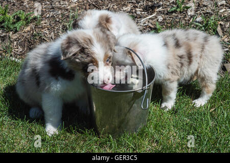 Sieben Wochen alte Red Merle Australian Shepherd Hund, Welpe, trinken Wasser aus einem Eimer Stockfoto