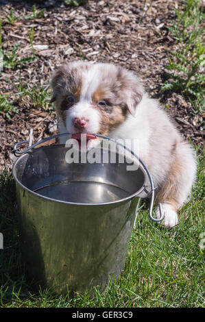 Sieben Wochen alte Red Merle Australian Shepherd Hund, Welpe, trinken Wasser aus einem Eimer Stockfoto