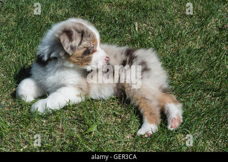 Sieben Wochen alte Red Merle Australian Shepherd Hund, Welpe Stockfoto