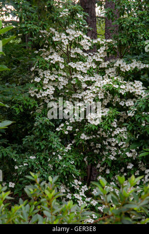 Cornus Angustata Kaiserin von China, Stockfoto