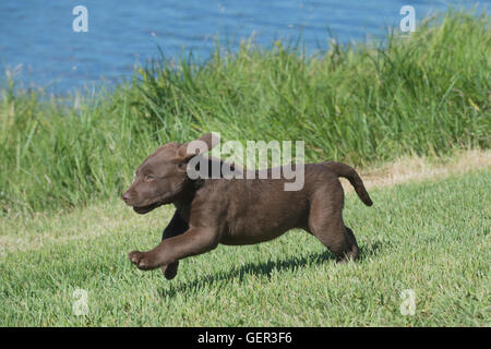 Acht Wochen alte Chesapeake Bay Retriever Welpe, laufen Stockfoto